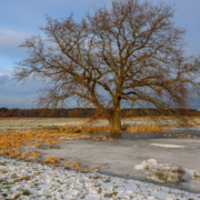 Das querformatige Foto zeigt einen Baum, der auf einer schneebedeckten Wiese steht.