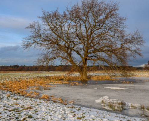 Das querformatige Foto zeigt einen Baum, der auf einer schneebedeckten Wiese steht.