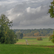 Das querformatige Foto zeigt eine Wiesenlandschaft, die von Bäumen umgeben ist.