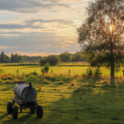 Das querformatige Foto zeigt eine Weide mit einem Baum und einem Tränkenwagen im Gegenlicht.