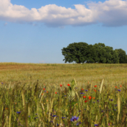 Das querformatige Foto zeigt ein Getreidefeld mit Mohn- und Kornblumen im Vordergrund.