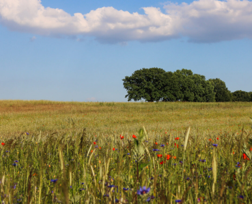 Das querformatige Foto zeigt ein Getreidefeld mit Mohn- und Kornblumen im Vordergrund.