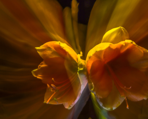 Die doppelte Amaryllis, Fotografie von Barbara Thiele