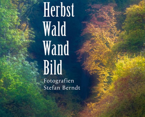 Plakat Herbst, Wald, Wand, Bild