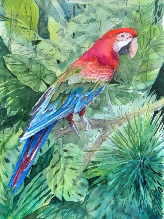 Roter Ara, Aquarell von Katharina Bergander, 40cm x 50cm, 150€ o.R., 180€ m.R.